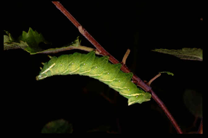 Endromis versicolora