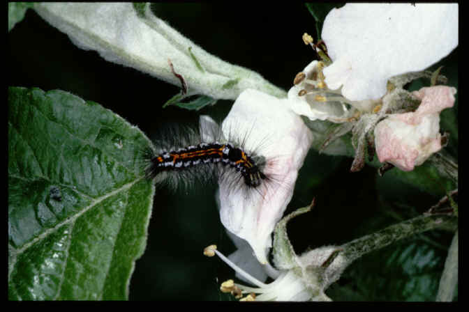 Euproctis similis